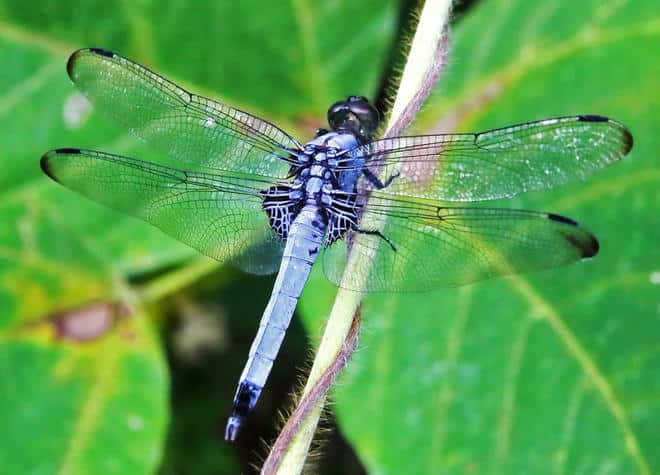 昆虫図鑑・オオシオカラトンボ